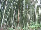 thumbs/Japan_2006_0004.jpg