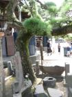 thumbs/Japan_20090923_00635.jpg