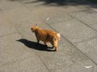 thumbs/Japan_20091016_08177.jpg