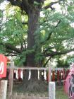 thumbs/Japan_20091016_08294.jpg