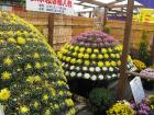 thumbs/Japan_20091020_09480.jpg