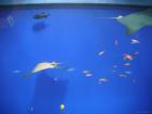 thumbs/20120921T143406_Japan.jpg
