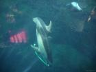 thumbs/20120921T145030_Japan.jpg