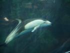 thumbs/20120921T145058_Japan.jpg
