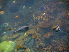 thumbs/20120921T145206_Japan.jpg