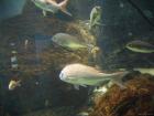 thumbs/20120921T145422_Japan.jpg