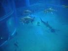 thumbs/20120921T145554_Japan.jpg