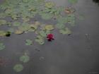 thumbs/20120930T104702_Japan.jpg
