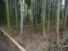 thumbs/20121001T114616_Japan.jpg