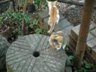 thumbs/20121007T141842_Japan.jpg