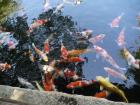 thumbs/20121019T111624_Japan.jpg
