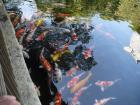 thumbs/20121019T111646_Japan.jpg