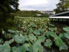 thumbs/20121023T120958_Japan.jpg