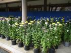 thumbs/20121023T125938_Japan.jpg
