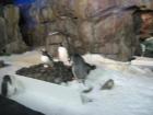 thumbs/IMG_2116.jpg