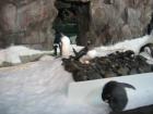 thumbs/IMG_2118.jpg