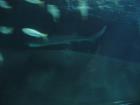 thumbs/IMG_2125.jpg