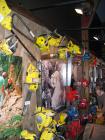 thumbs/IMG_2383.jpg
