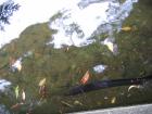 thumbs/IMG_3600.jpg