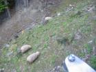 thumbs/IMG_4364.jpg