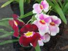 thumbs/IMG_5198.jpg