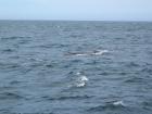 thumbs/IMG_5231.jpg