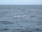 thumbs/IMG_5232.jpg