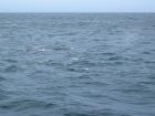 thumbs/IMG_5234.jpg