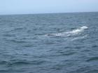 thumbs/IMG_5235.jpg