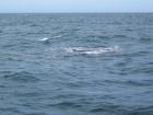 thumbs/IMG_5236.jpg