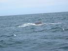 thumbs/IMG_5239.jpg