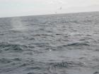 thumbs/IMG_5241.jpg