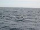 thumbs/IMG_5242.jpg