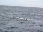 thumbs/IMG_5243.jpg