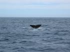 thumbs/IMG_5246.jpg