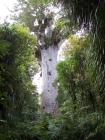 thumbs/NZ_Riki_0131.jpg
