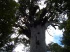thumbs/NZ_Riki_0132.jpg