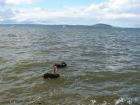thumbs/NZ_Riki_0228.jpg