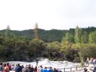 thumbs/NZ_Riki_0231.jpg