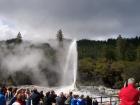 thumbs/NZ_Riki_0233.jpg
