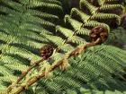 thumbs/NZ_Riki_0241.jpg