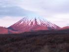 thumbs/NZ_Riki_0321.jpg