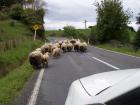 thumbs/NZ_Riki_0384.jpg