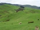 thumbs/NZ_Riki_0385.jpg