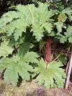 thumbs/NZ_Riki_0421.jpg