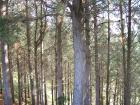 thumbs/NZ_Riki_0425.jpg