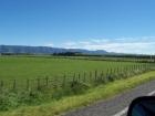 thumbs/NZ_Riki_0435.jpg