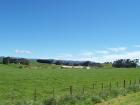 thumbs/NZ_Riki_0436.jpg