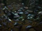 thumbs/NZ_Riki_0466.jpg