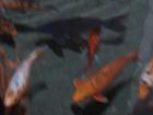 thumbs/NZ_Riki_0469.jpg